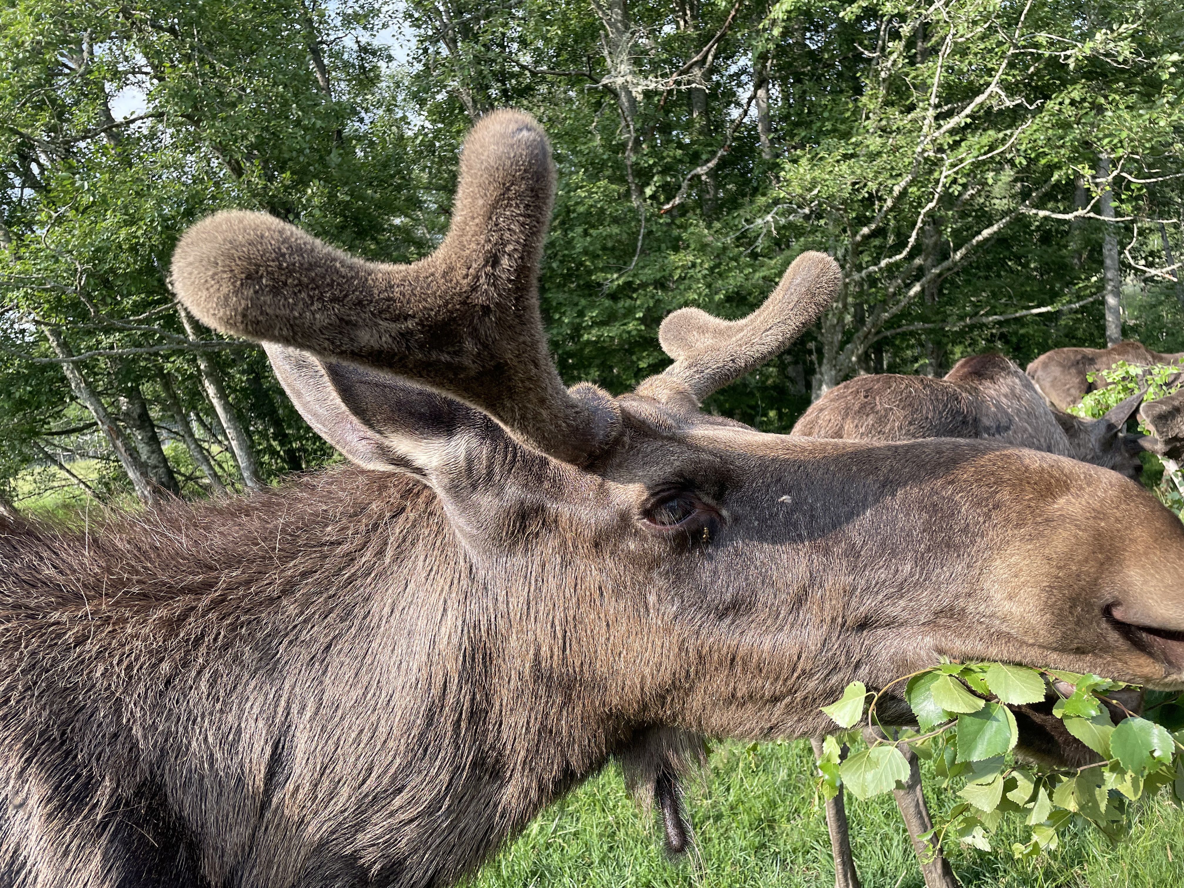 ...und Elchen. Foto: © Stefan Buhren