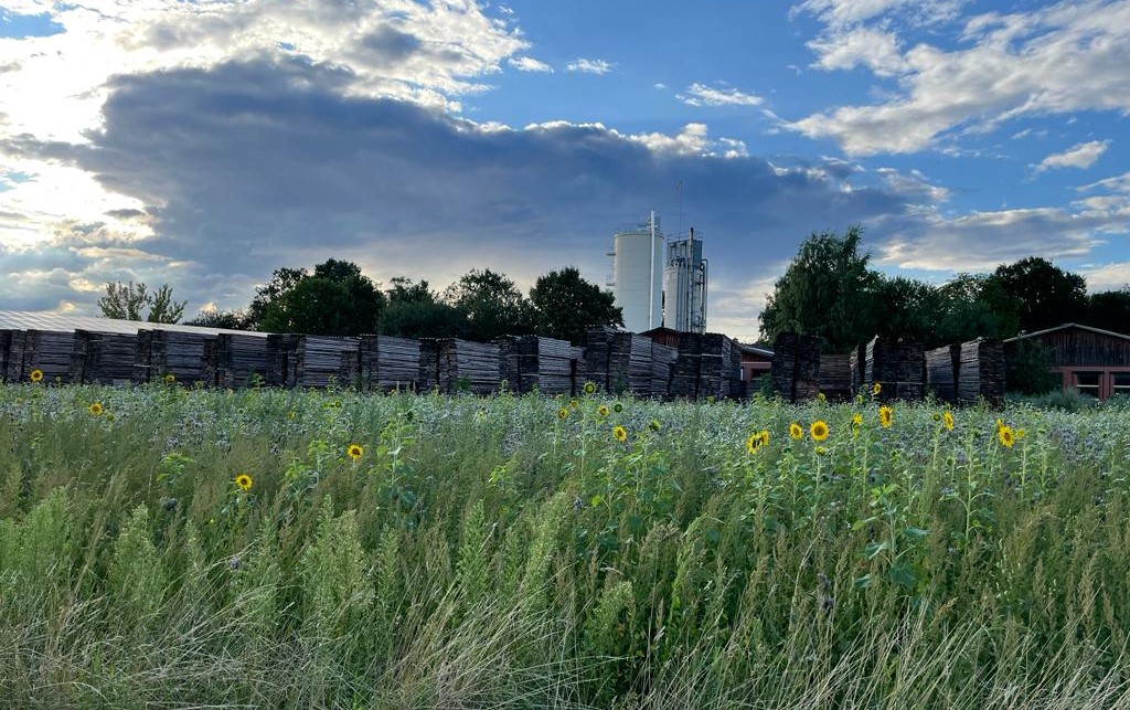 5.000 qm Wildblumenwiese mit Sonnenblumen, Phacelia und Buchweizenklee. Foto: © Rudolf Meier GmbH