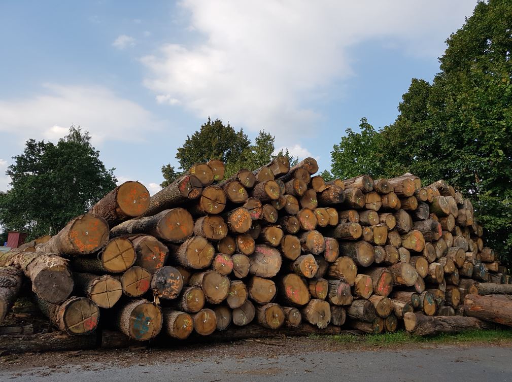 Erworbenes Eichenrundholz vom Gemeindeforstamt Willebadessen zum Einschnitt beim Sägewerk. Foto: © Rudolf Meier GmbH