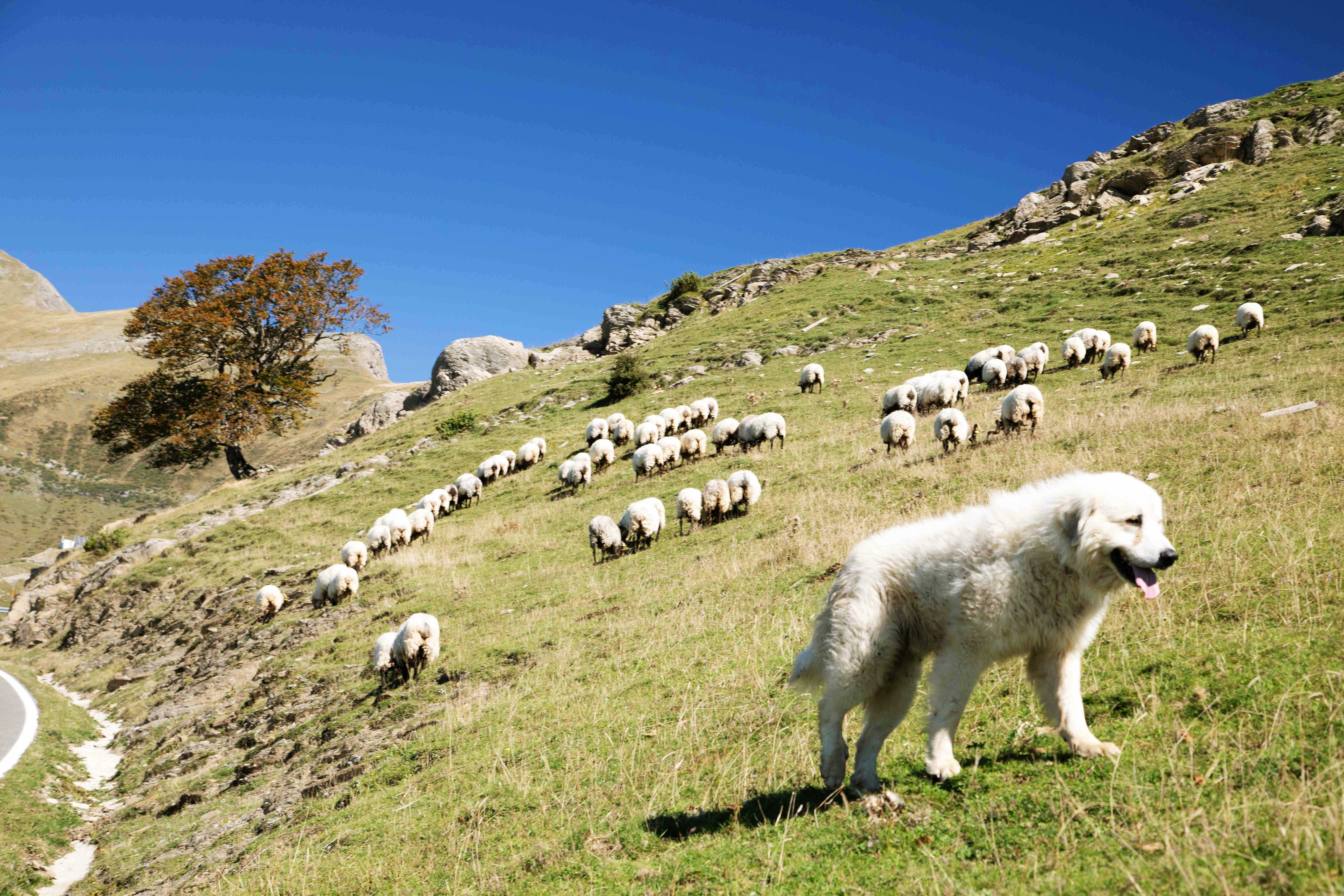 Hirtenhund Sua geht der Schafherde von Koldo Vicente Eseberri voran Foto: © Michael Soltys