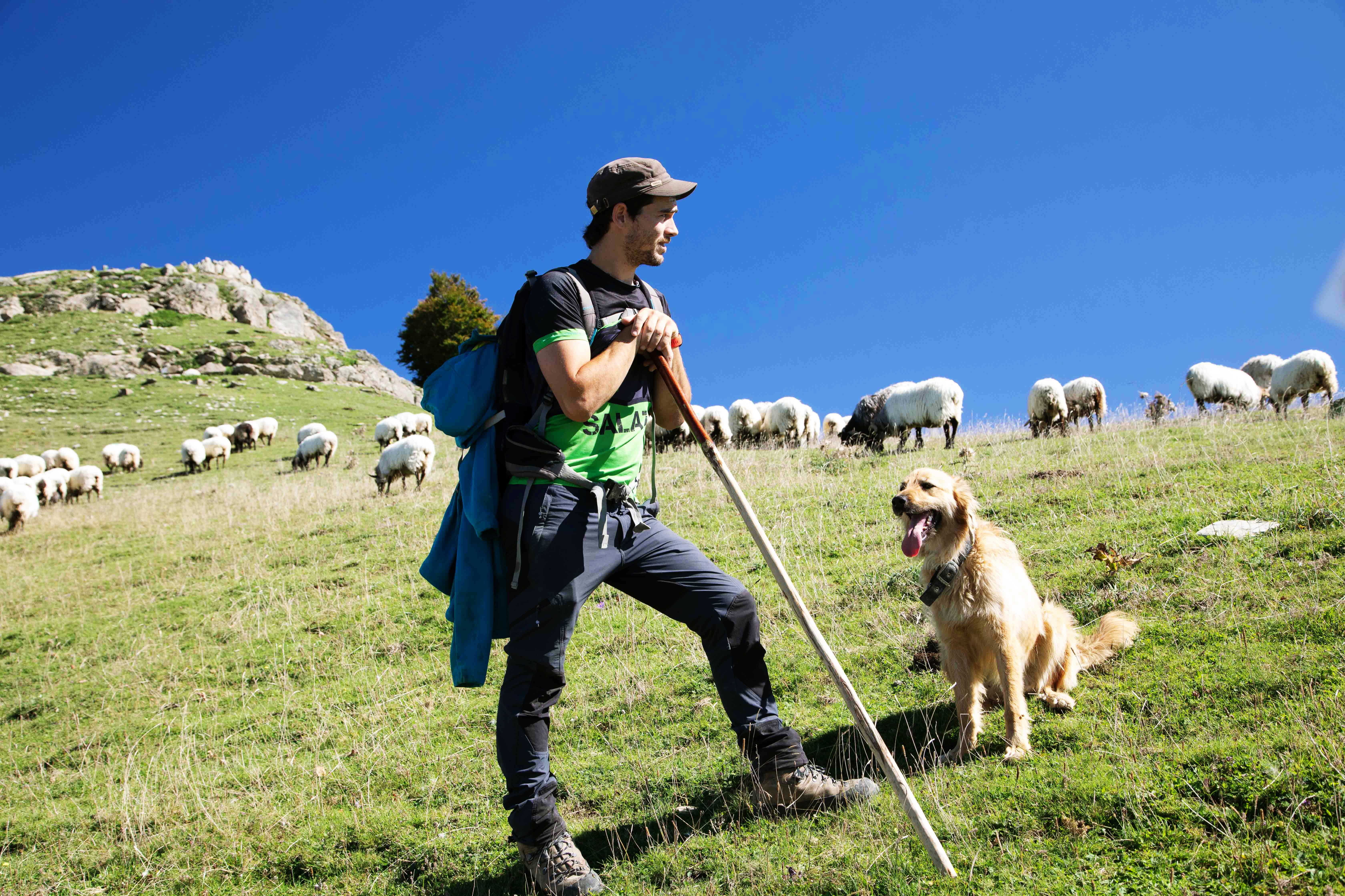 Koldo Vicente Eseberri mit seiner Schafherde und Hirtenhund Boira Foto: © Michael Soltys