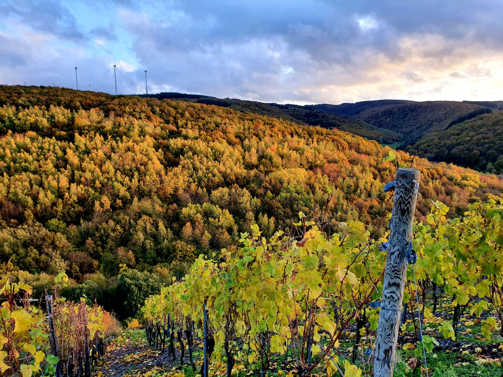 Region SAAR AN DER MOSEL: Max von Kunow legt Wert auf die jährliche Bearbeitung der Böden. Daher ist er in der Lage, auch trockene Rieslingsorten anzubieten. Foto: © Fotos: Shahzad Talukder/Neha Deshmuk on Unsplash/Thomas Jung