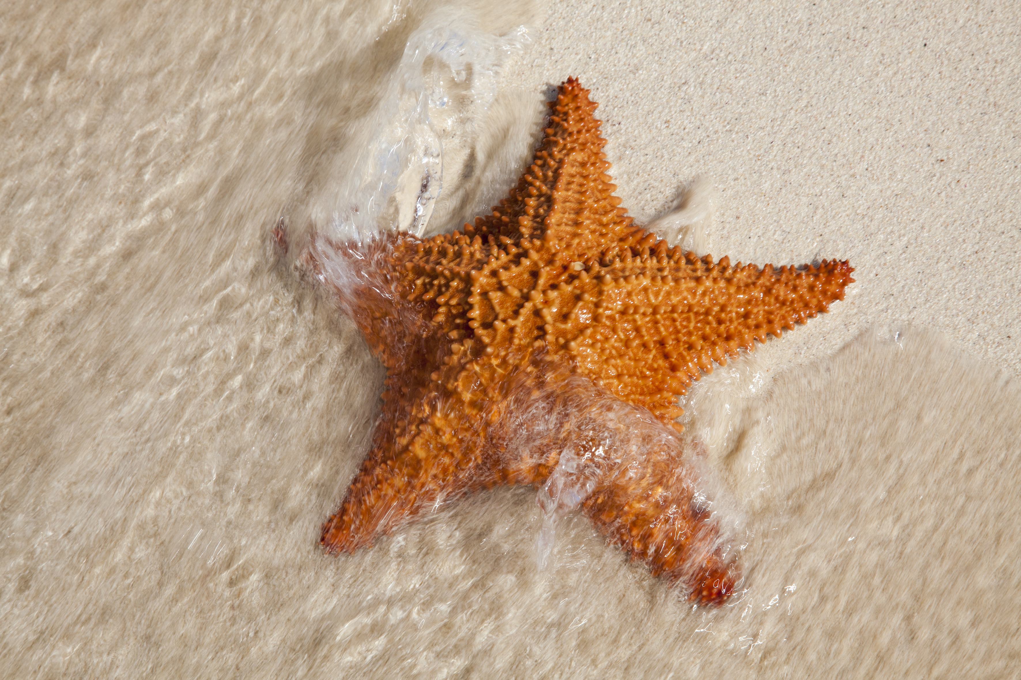 Ein Seestern am Strand der Isla de la Juventud vor der Südküste Kubas. Foto: © Holger Leue / leue-photo.com