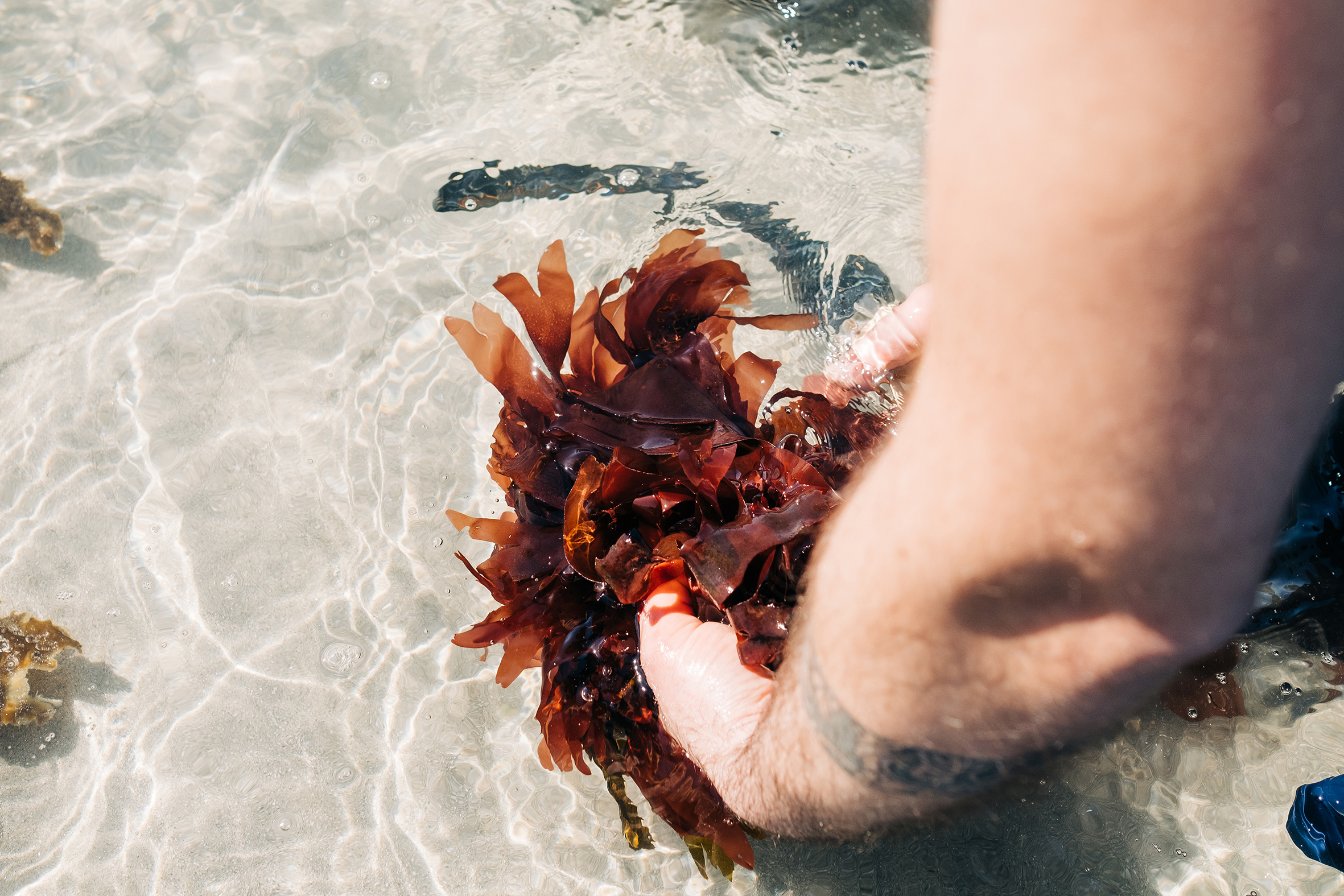 Dank ihrer Vielseitigkeit sind Algen inzwischen überall zu finden. Frisch aus dem Meer gepflückt sind sie als Zutat in einem Salat oder als Brotaufstrich sehr beliebt. Foto: © GREGORY MIGNARD