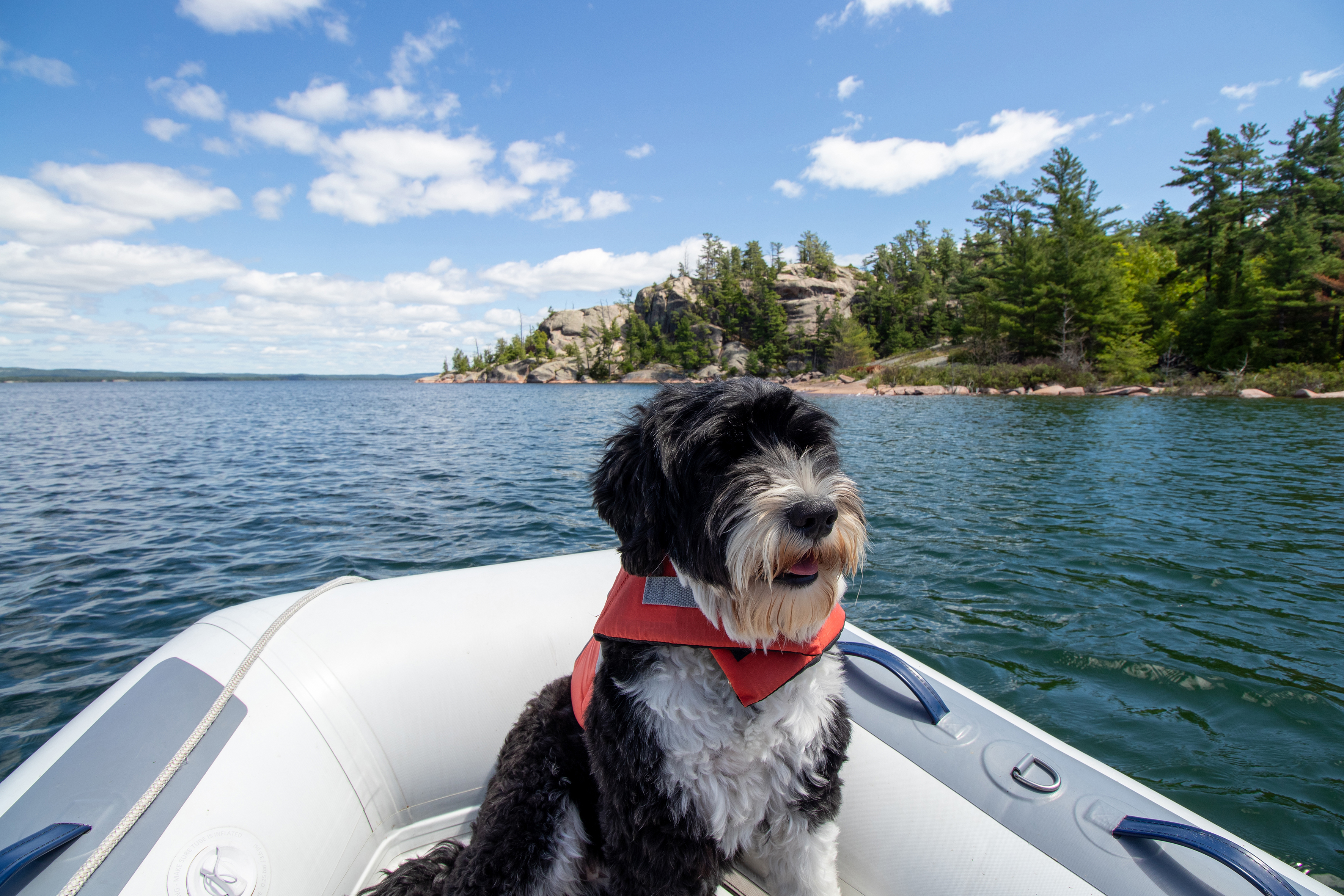 Der Portugiesische Wasserhund Foto: © iStock.com/ LynMc42k