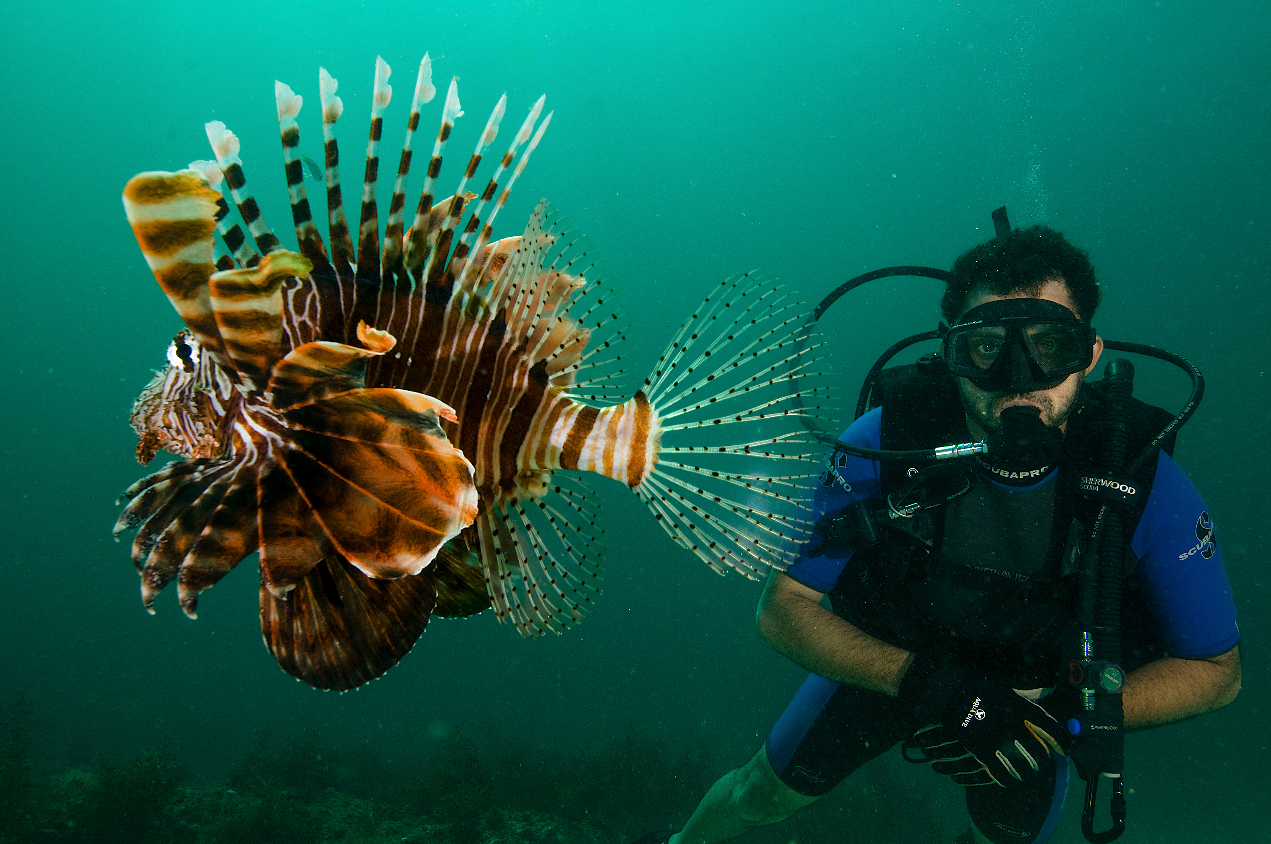Rechts: Die bunte Unterwasser­welt in Musandam lädt zum Schnorcheln und Tauchen ein. Foto: © Ministry of Heritage & Tourism Sultanate of Oman