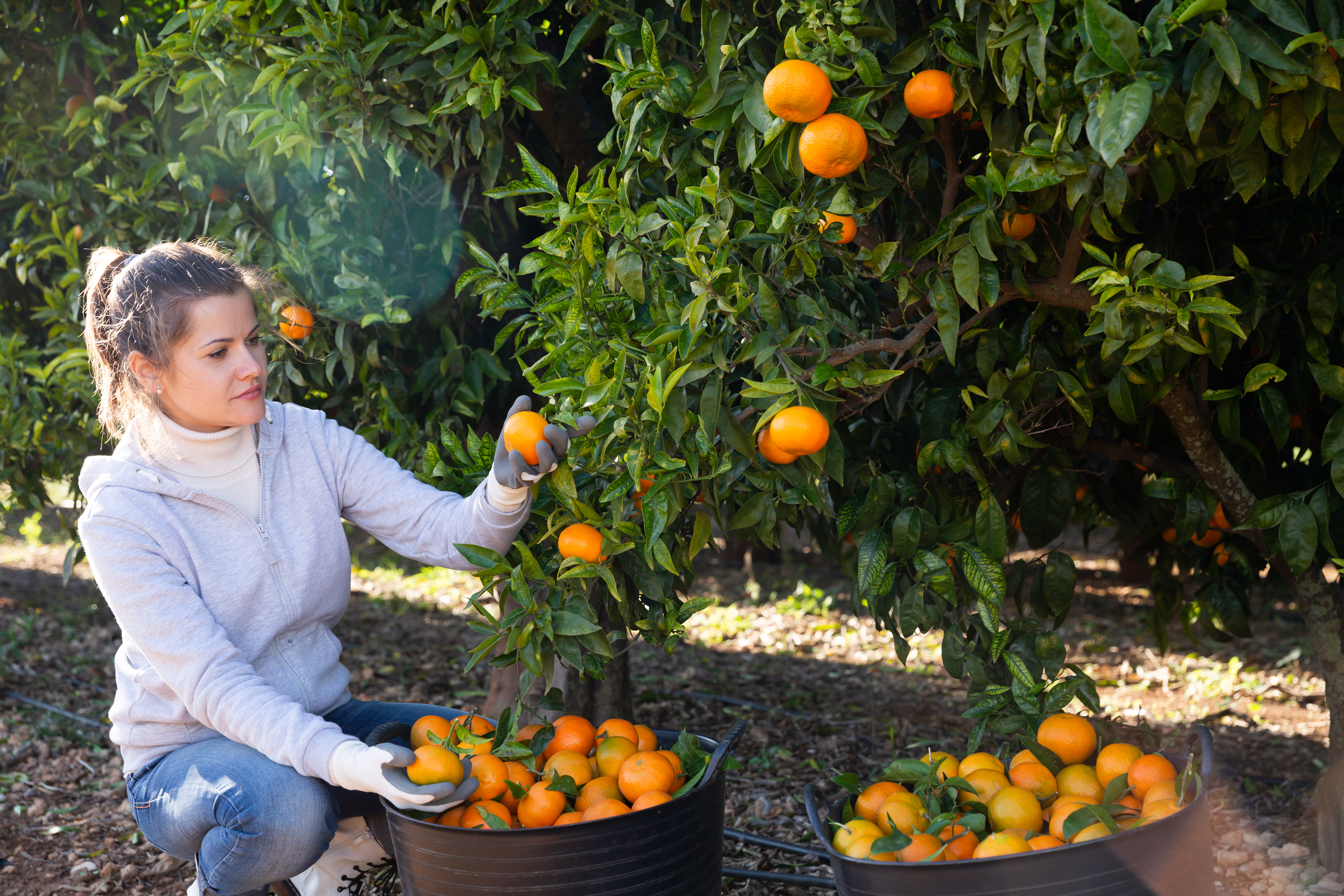 Die Orangenernte ist je nach Orangenart das ganze Jahr möglich. Foto: © iStock.com/JackF
