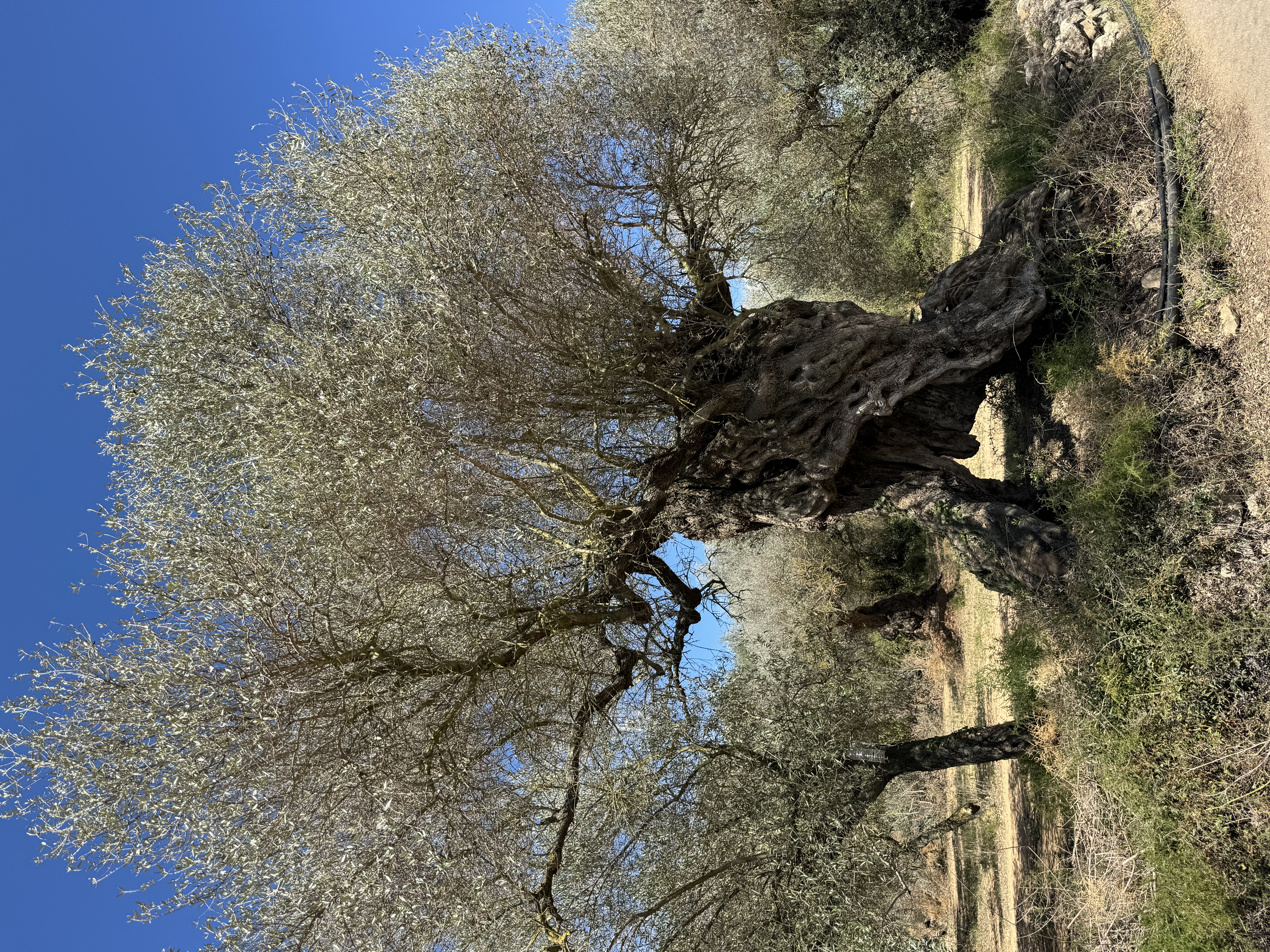 2.000 Jahre alte Olivenbäume sind im Baix Maestrat keine Seltenheit. Foto: © rg