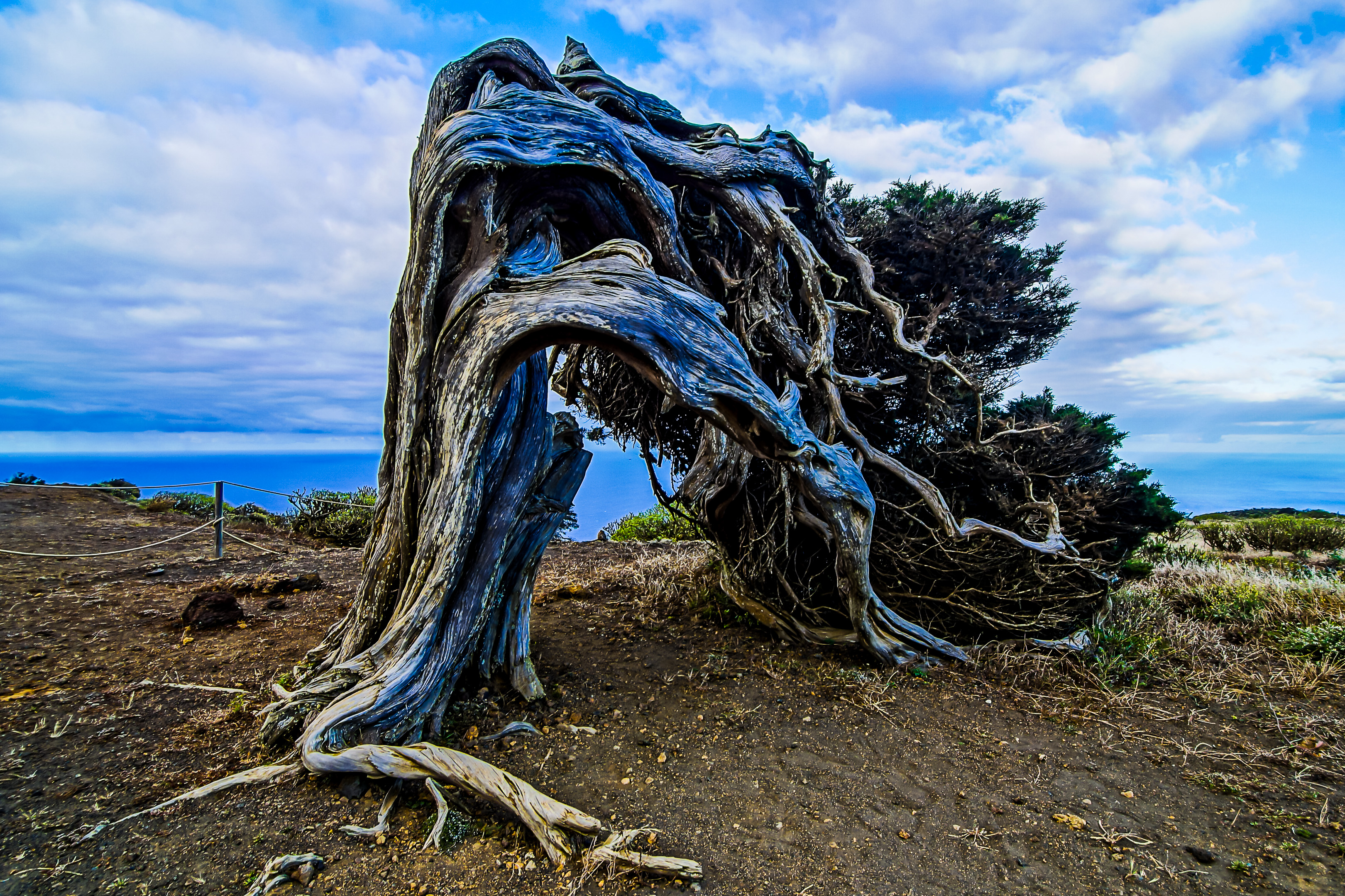 Eine urtümlich mit dem Wind gewachsene Zypresse. Foto: © iStock.com / underworld111