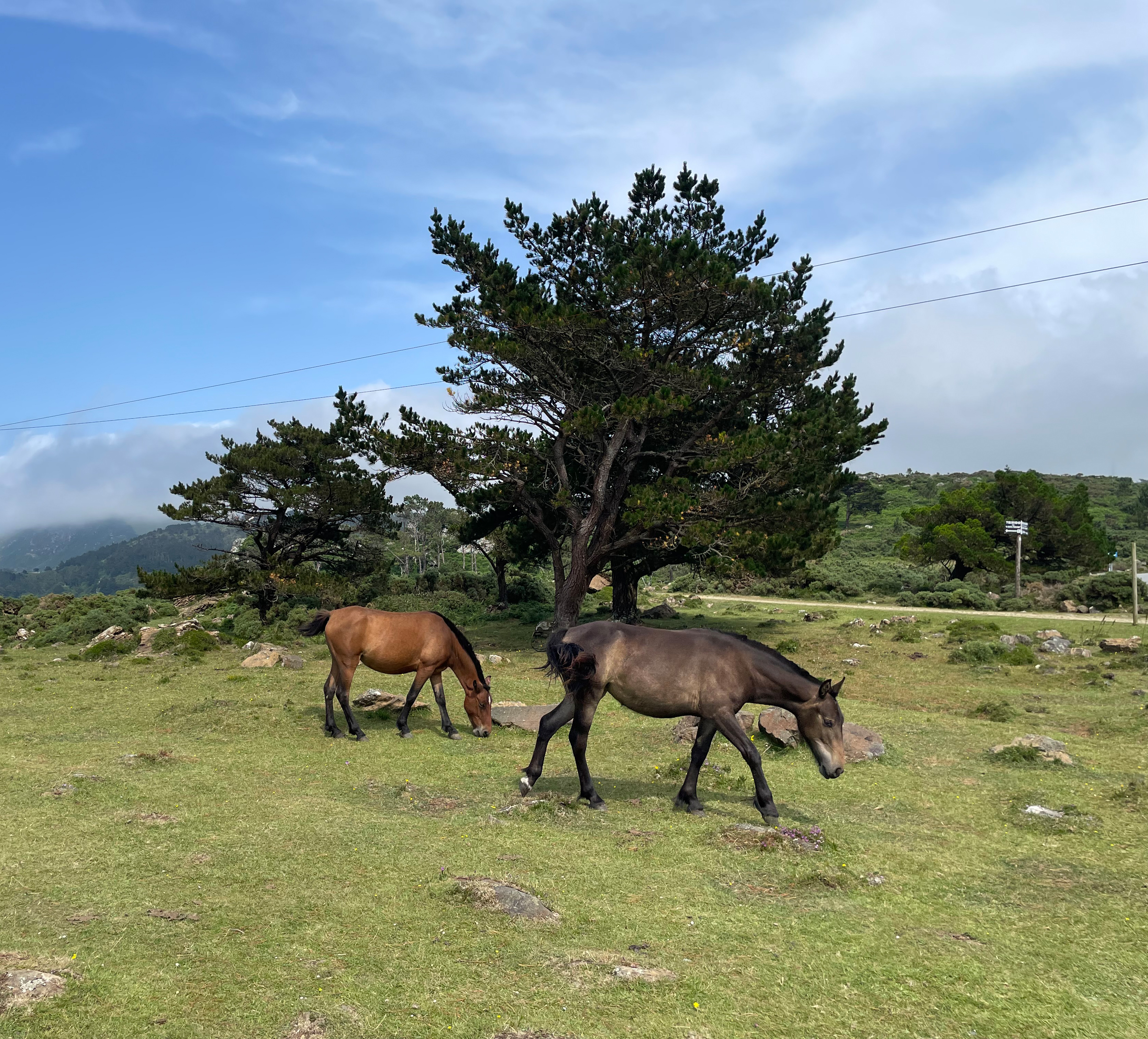 Wildpferde in der Serra da Capelada. Foto: © Susanne Freitag