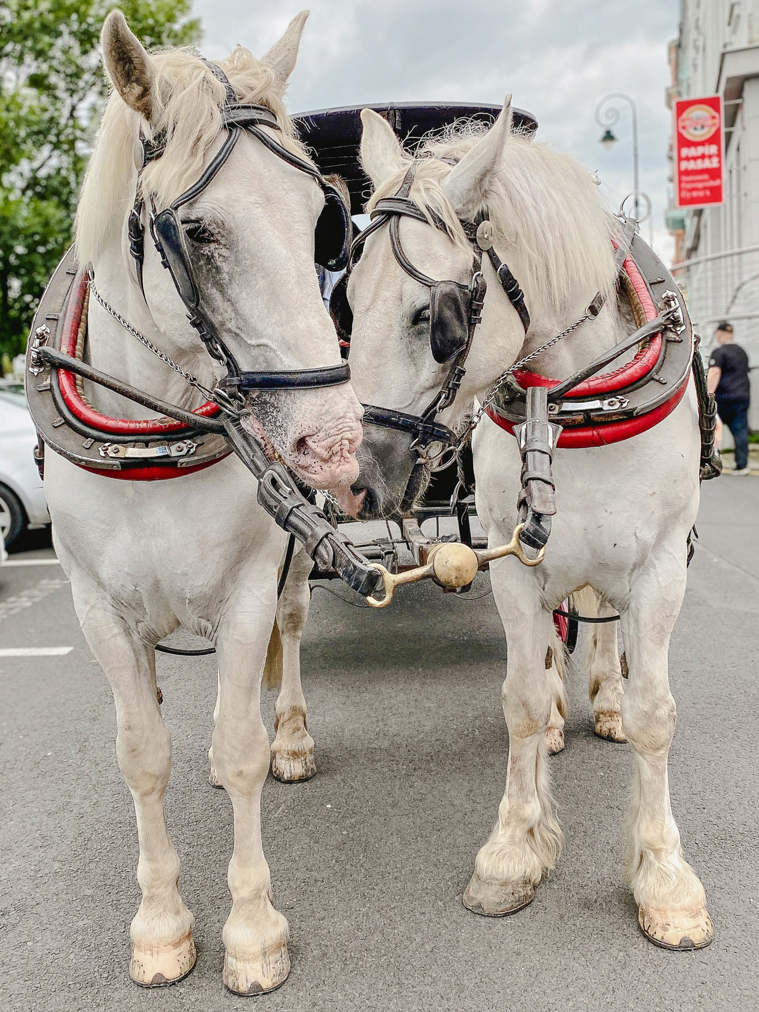 Caesar und &shy;Arthus ziehen eine der sechs letzten Pferdekutschen in &shy;Karlsbad. Foto: © Kirsten Rick