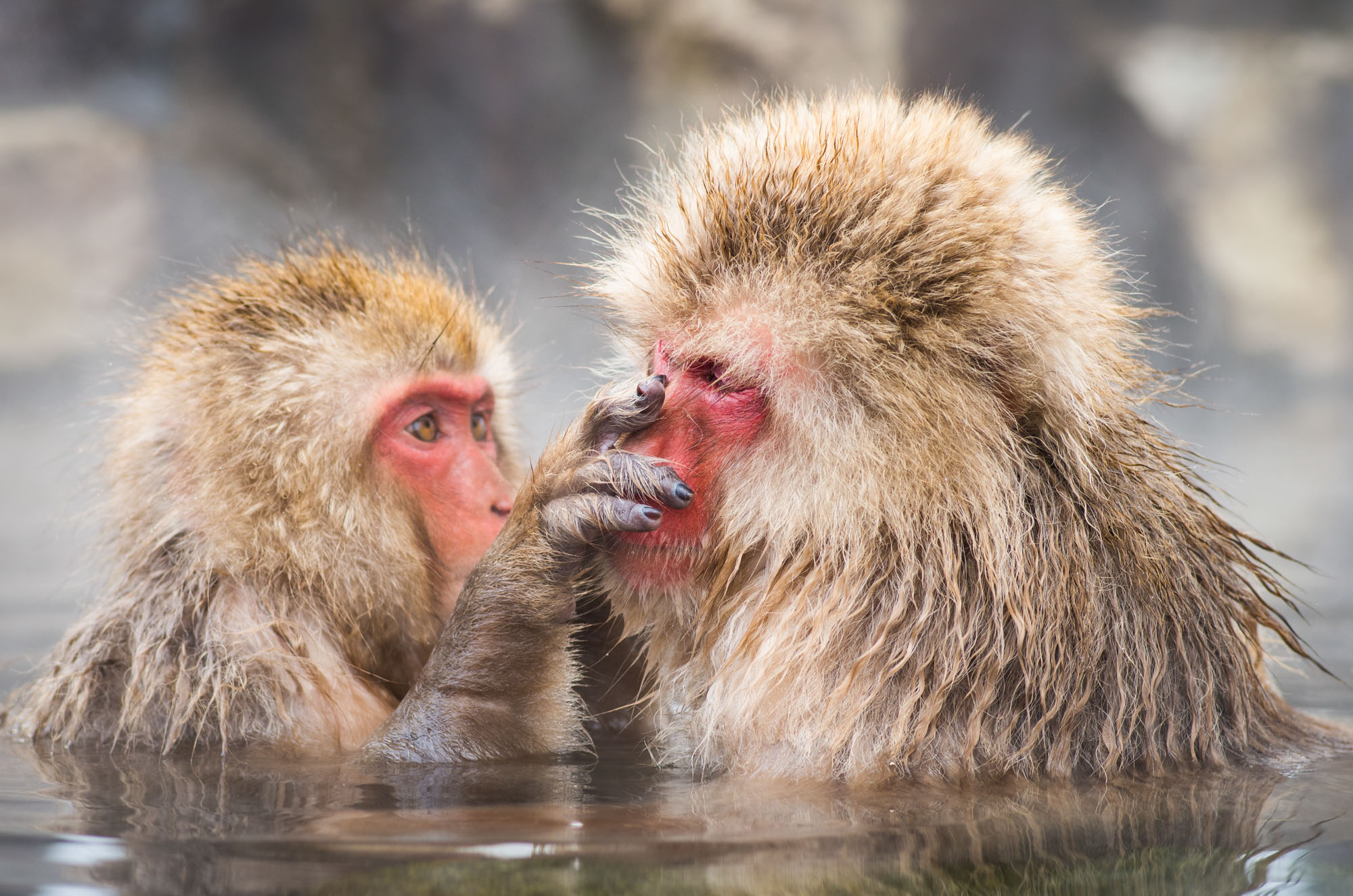 Vertrautes &shy;Beisammensein bei den Makaken in der Thermalquelle. Foto: © iStock.com/yoko_ken_chan