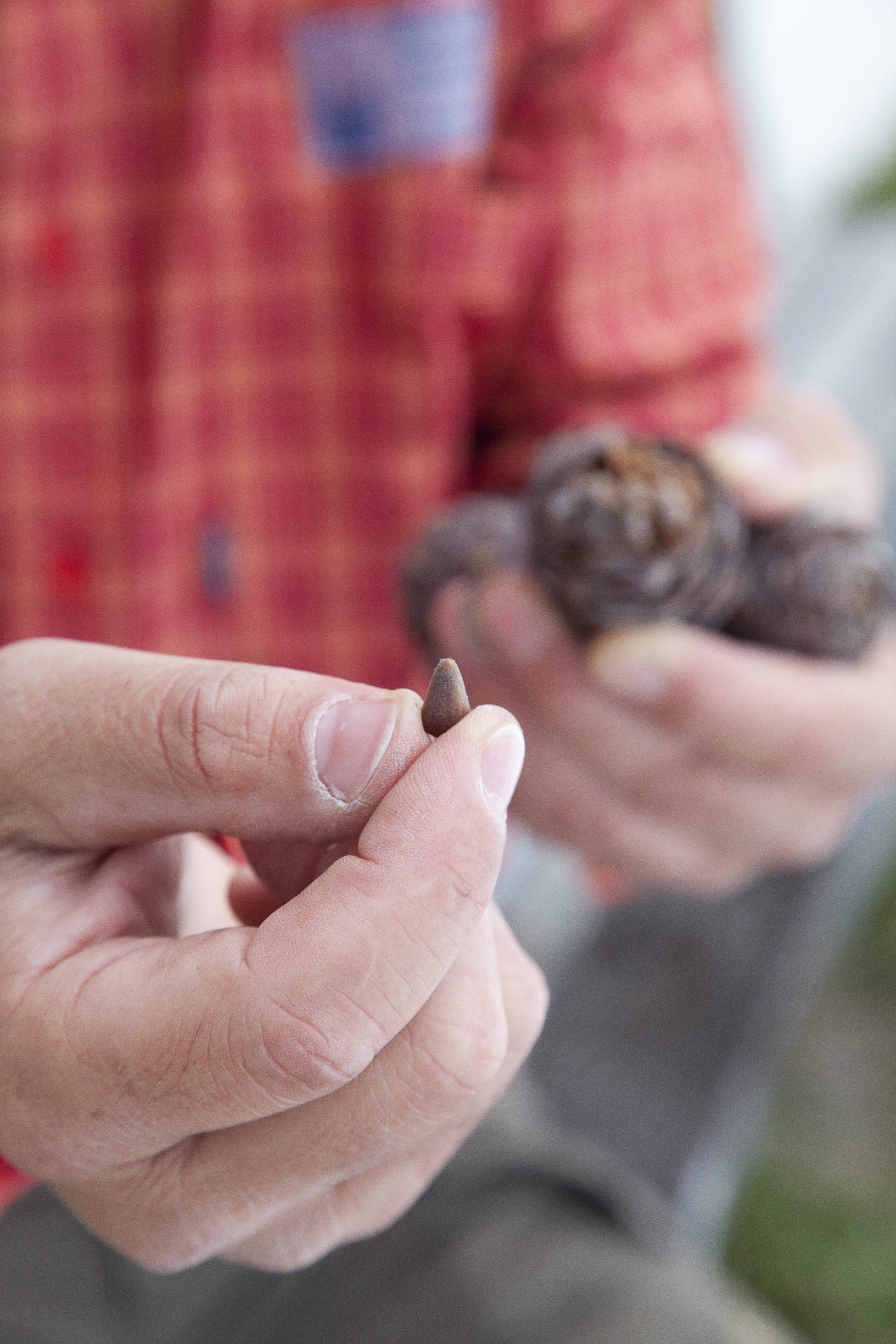 Die dicken, eirunden Zapfen der Zirbe enthalten die essbaren, fl&uuml;gellosen Samen, auch Arvenn&uuml;sschen genannt. Foto: © Petra Kroll