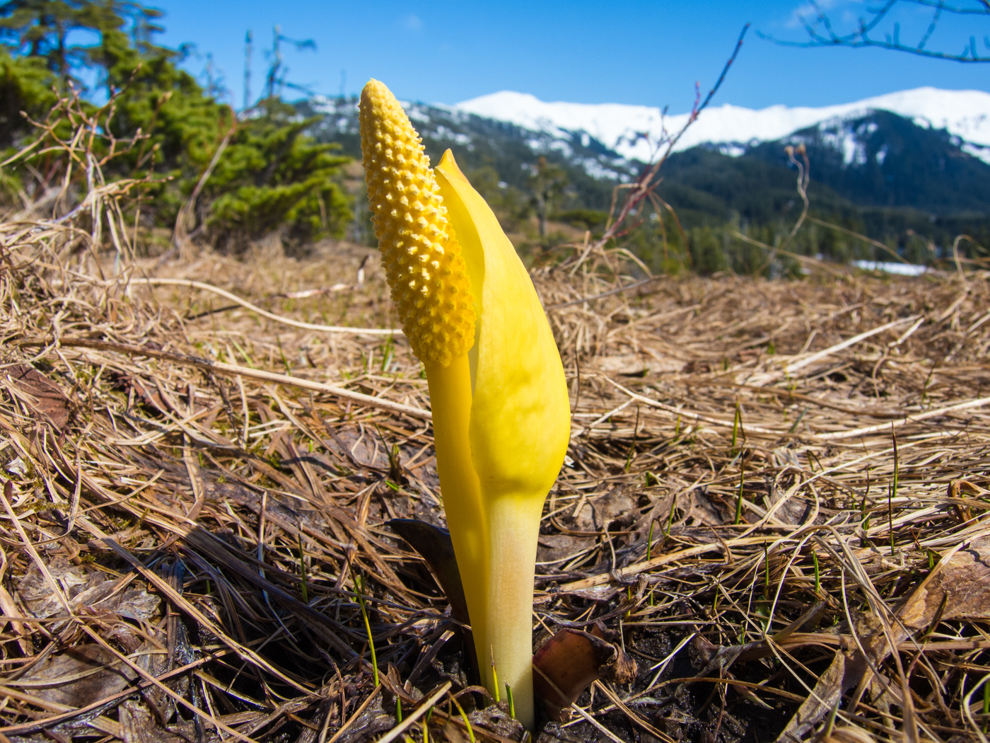 Stinkkohl w&auml;chst auf feuchten, moosigen B&ouml;den im Tongass National Forest. Foto: © iStock.com/troutnut