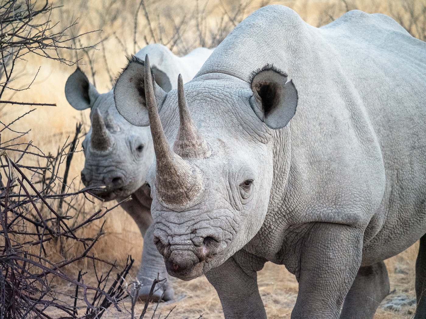 Spitzmaulnash&ouml;rner im Etosha- Nationalpark Foto: © Stock.com/KvdB50