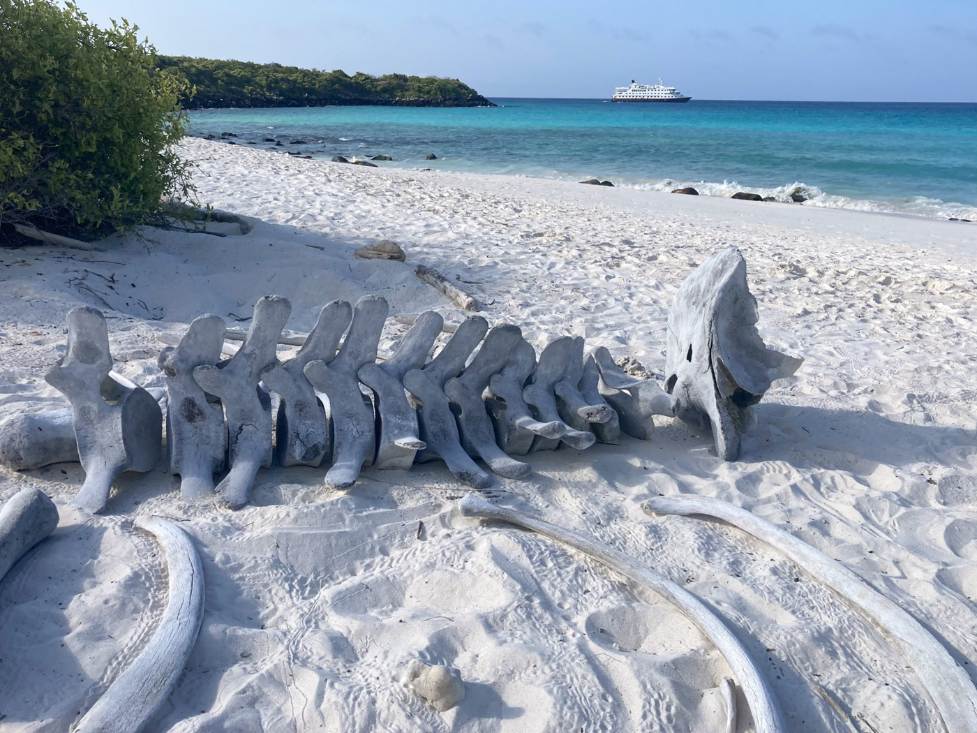 Ausgebleichte Walknochen auf der Insel Espa&ntilde;ola, im Hintergrund die Santa Cruz II. Foto: © Roland Motz