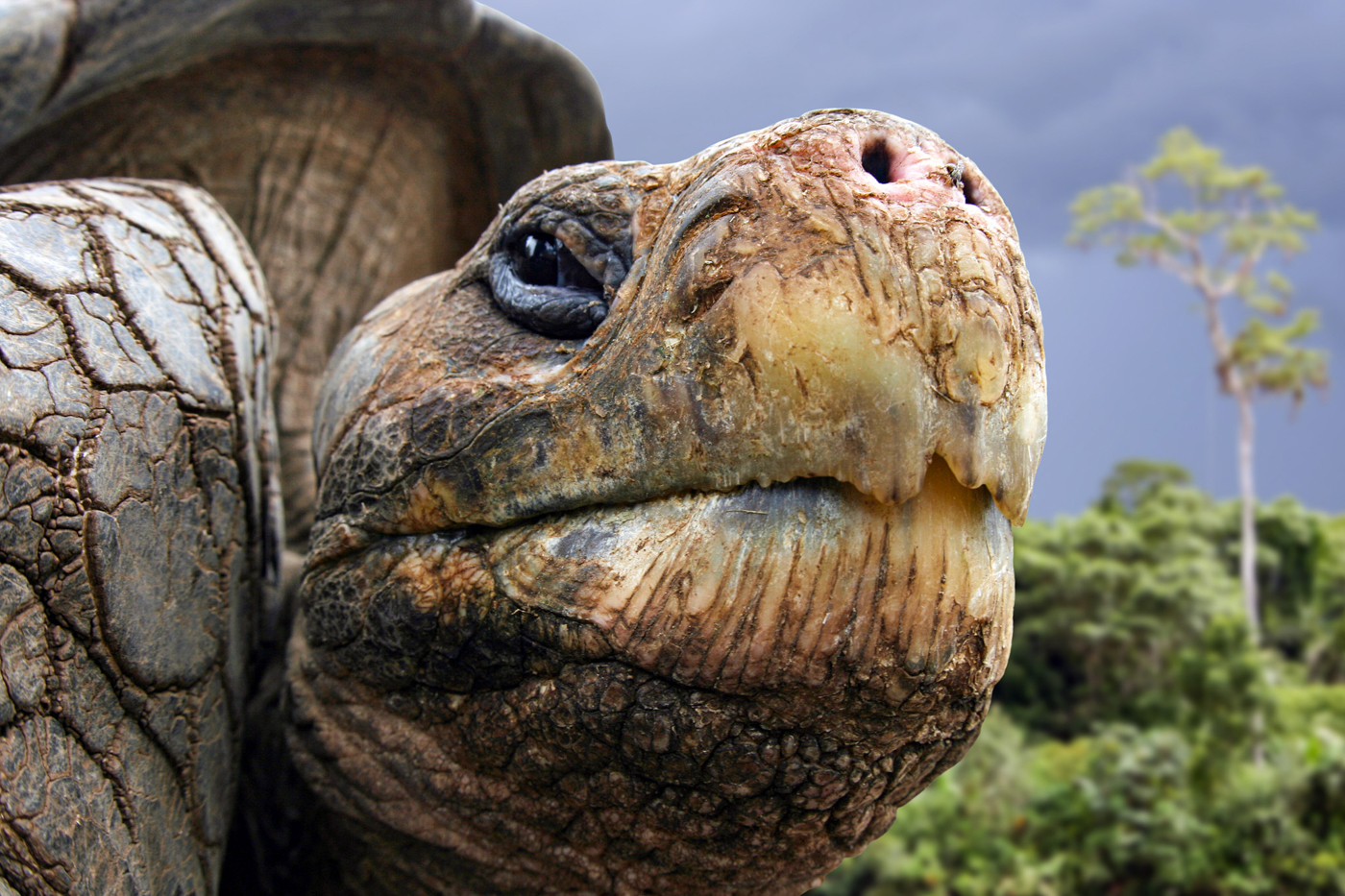 Galapagos-Riesenschildkr&ouml;te Foto: © iStock.com/wcpmedia