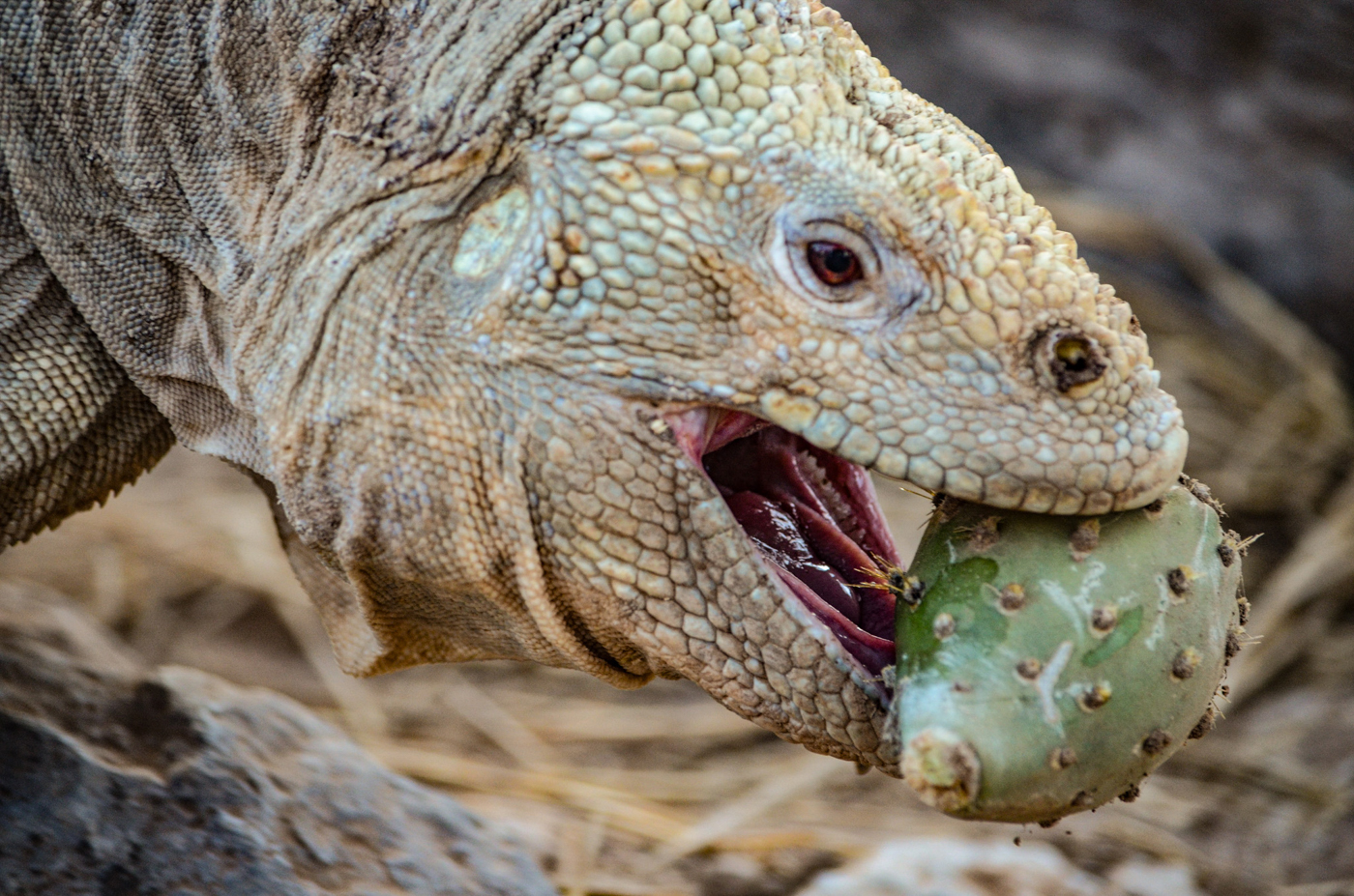 Foto: © iStock.com/skibreck