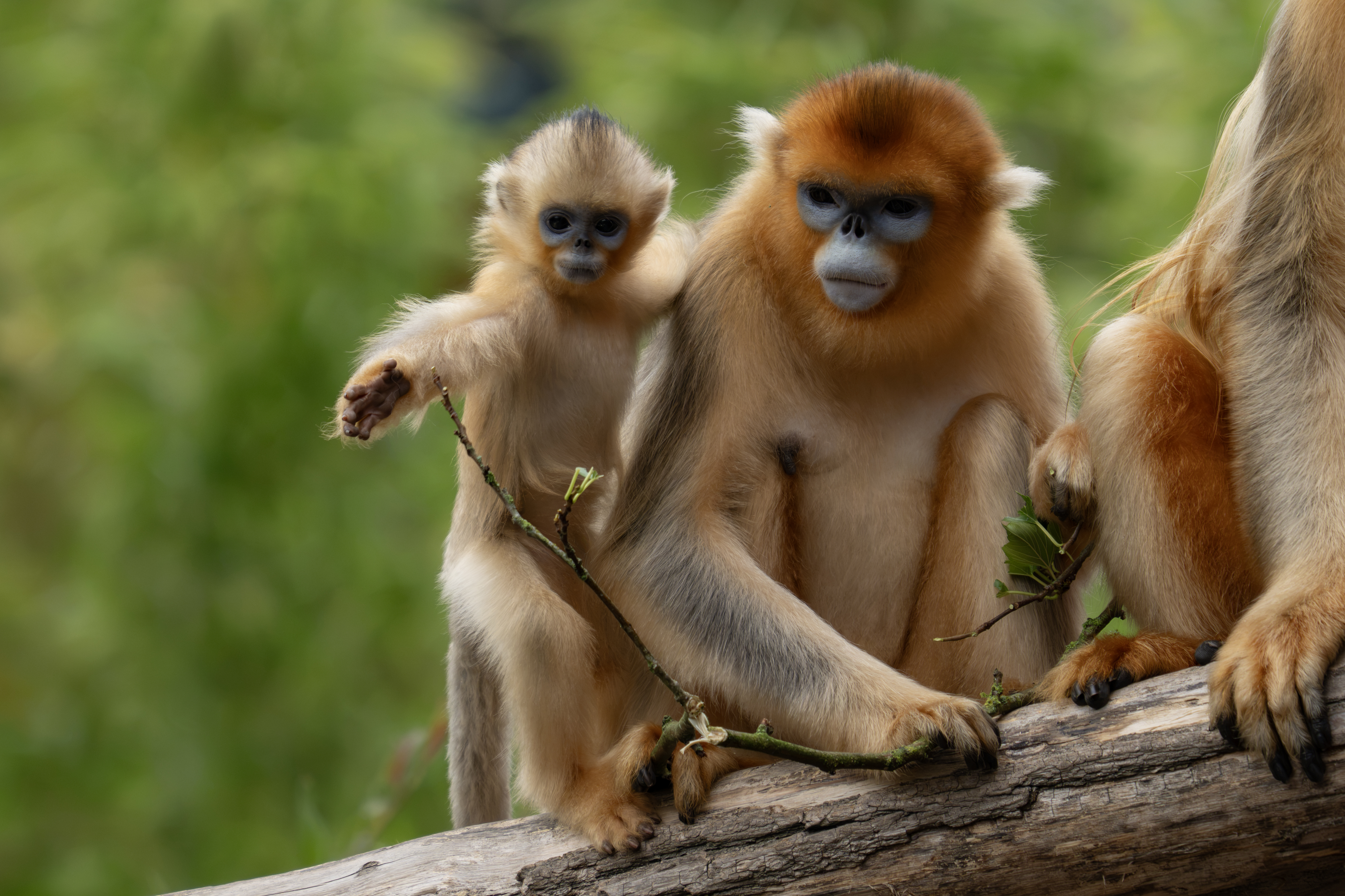 Foto: © Paira Daiza