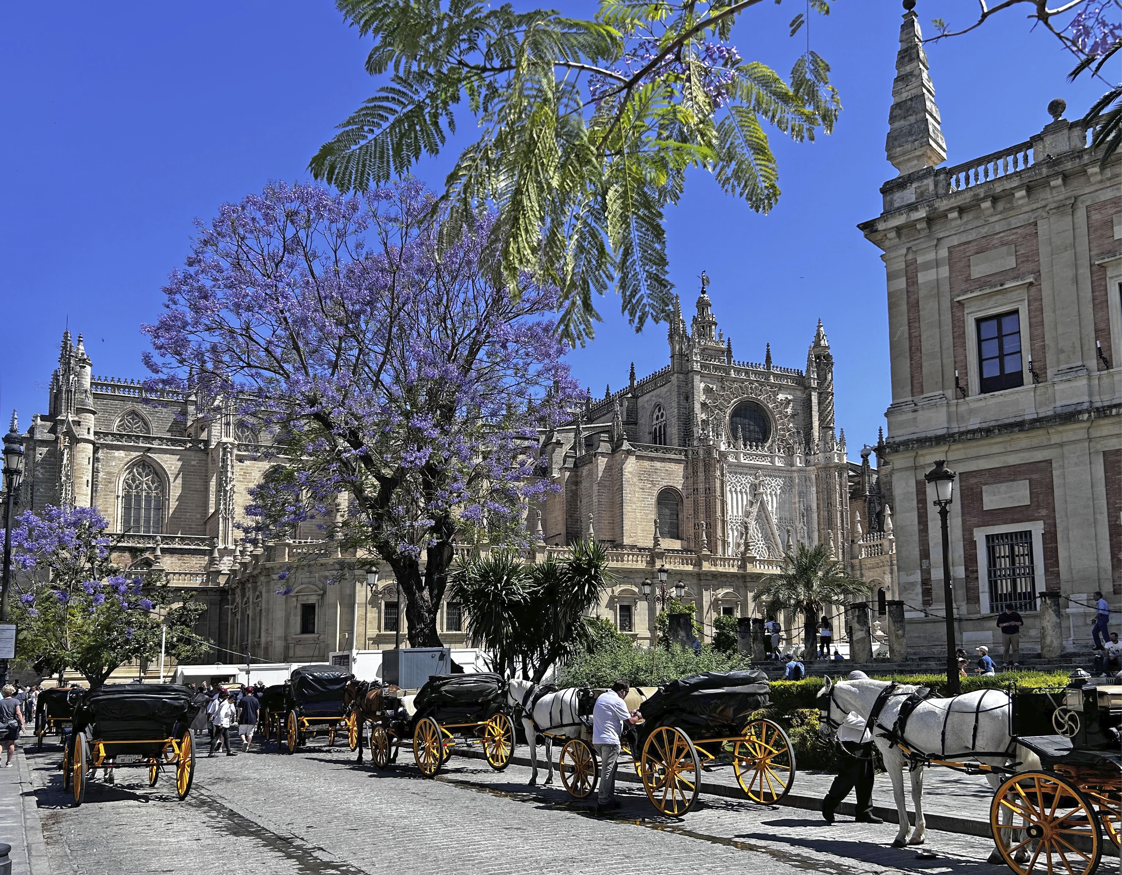 Das Stadtbild von Sevilla wird von der Kathedrale de Santa Mar&iacute;a de la Sede gepr&auml;gt. Davor offene Pferdekutschen, die zu einer Stadtrundfahrt einladen. Foto: © DHB