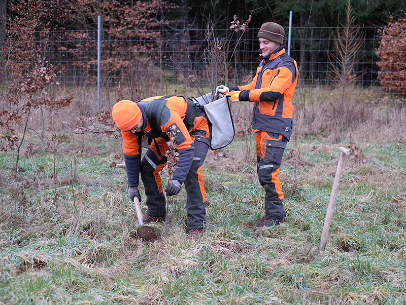 Die Bäume wurden in Schleswig-Holstein eingesetzt. Foto: © Warema