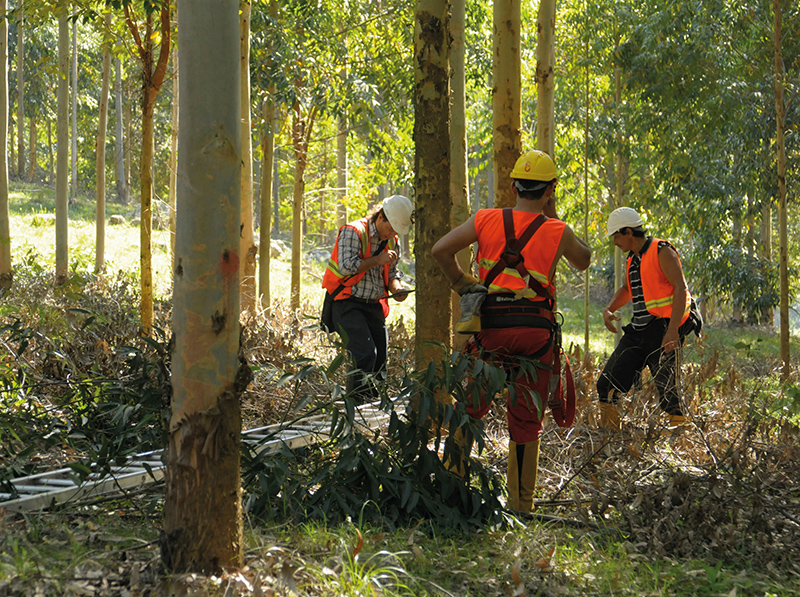 CO2-Kompensation ist eine wichtige Maßnahme in der Klimaschutzstrategie. Verbleibende Emissionen werden mit der Förderung von Klimaschutzprojekten ausgeglichen - dazu gehört auch ein Aufforstungsprojekt in Uruguay. Foto: © ClimatePartner